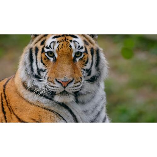 SanDisk Карта памет Extreme Pro SDXC 64GB 300MB/s & 300Mb/s Class 10 V90 UHS-II - Image 4